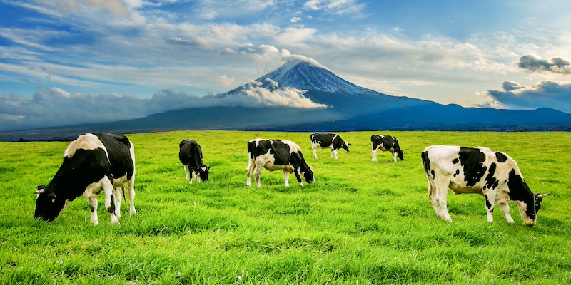 Yili case study